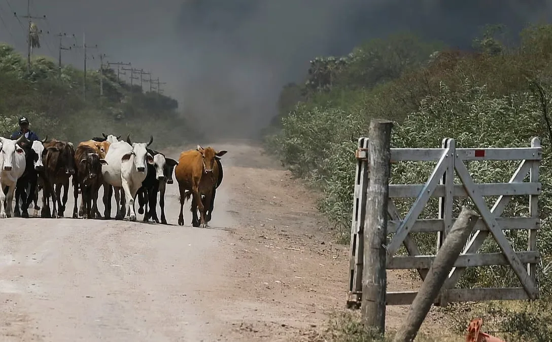 How much carbon do Bangladesh's cows really produce?