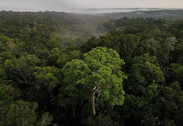 Which Country Has the Most Forest Cover in the World?